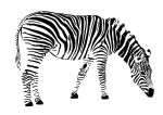 zebra